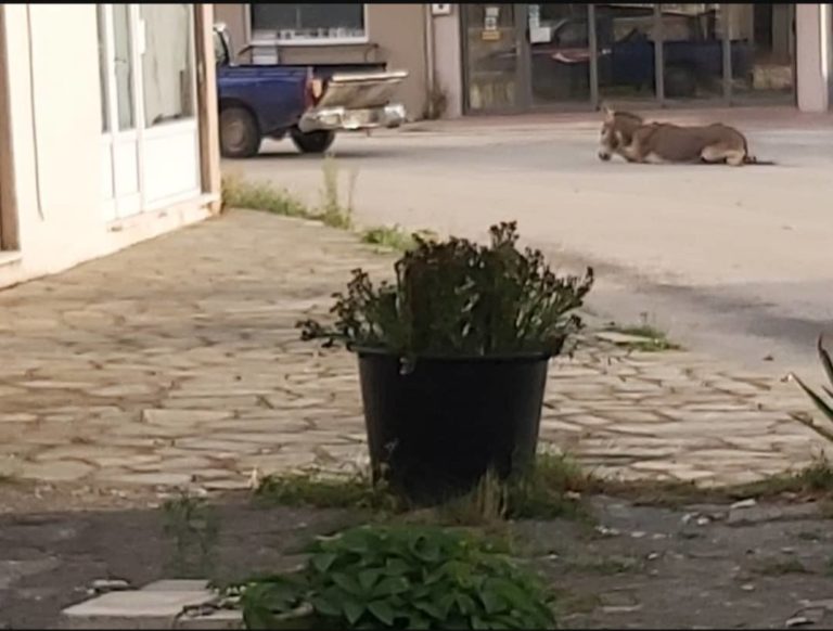 Ιωάννινα: Με εκτεταμένα και βαθιά τραύματα μεταφέρεται το γαϊδουράκι στην Αττική