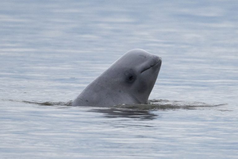 Με drones παρακολουθείται η φάλαινα μπελούγκα που εμφανίστηκε στον Σηκουάνα