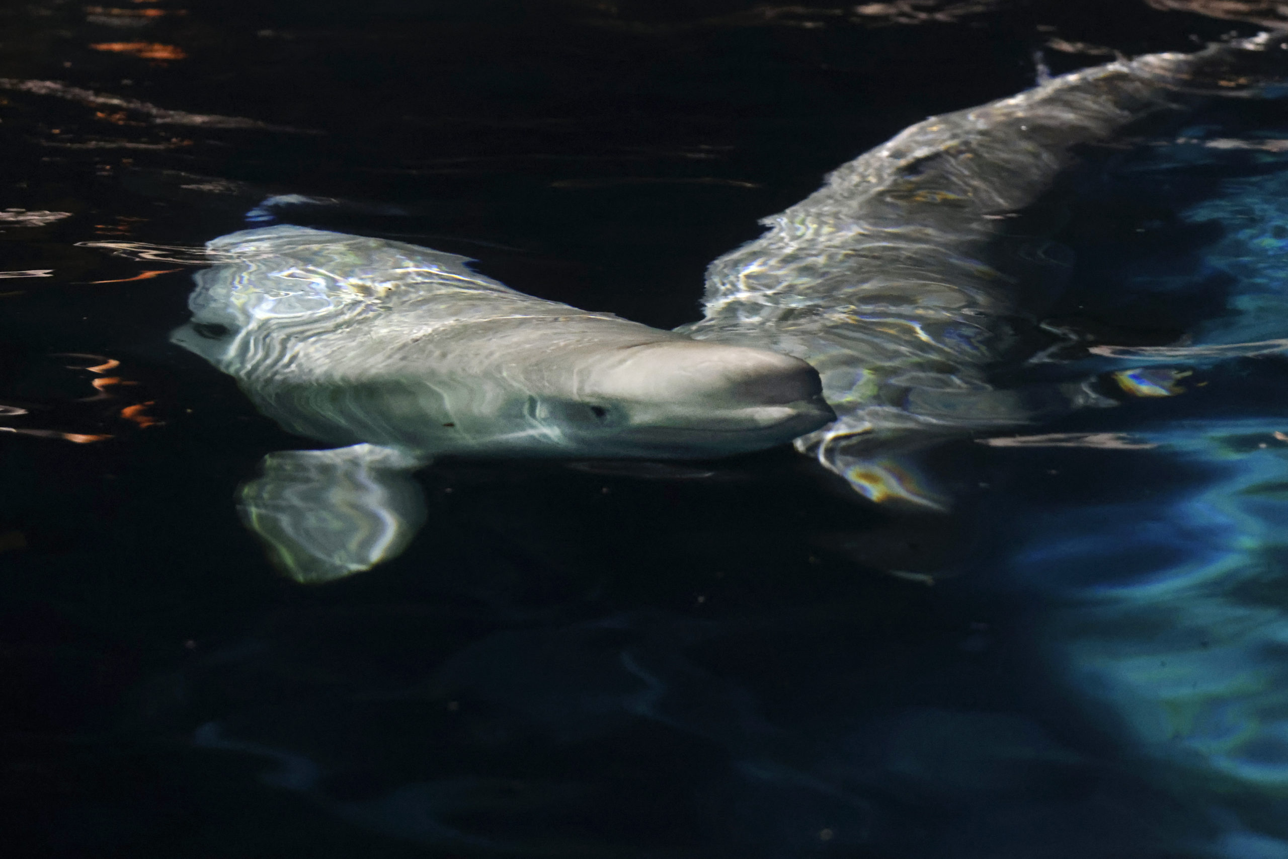 Γαλλία: Εντόπισαν φάλαινα μπελούγκα στον Σηκουάνα