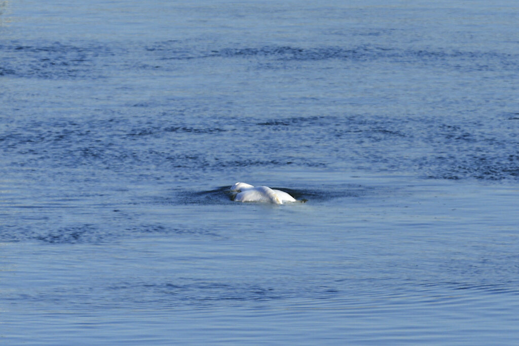 Γαλλία: Έβγαλαν από τον Σηκουάνα την παγιδευμένη φάλαινα