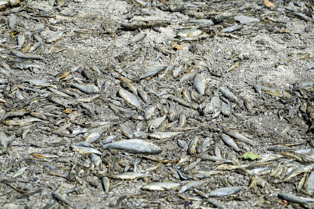 Οκτώ τόνοι ψαριών πέθαναν από ασφυξία λόγω έντονης ξηρασίας, σε λίμνη στη Γαλλία