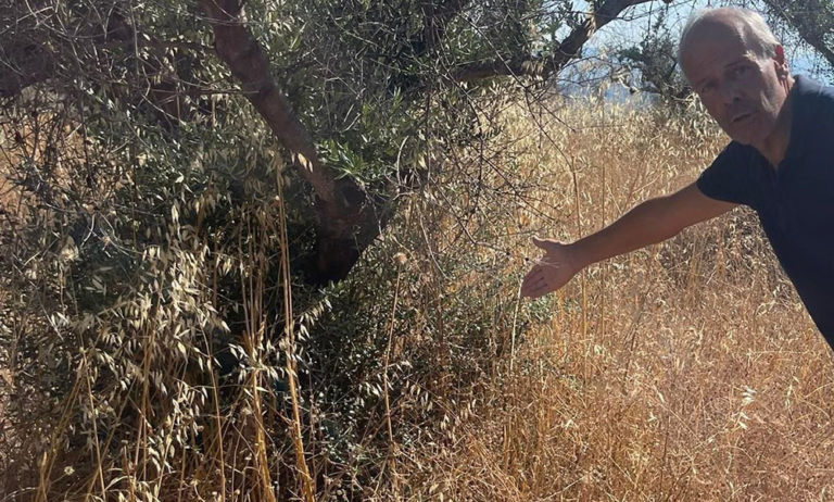 Πυρόπληκτοι ελαιοπαραγωγοί στην Ηλεία περιμένουν ένα χρόνο τις αποζημιώσεις