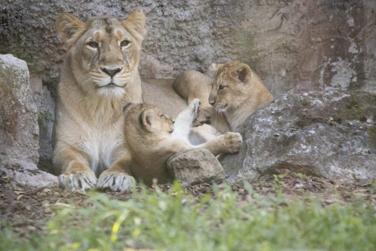 Γκάνα: Λιοντάρι σε ζωολογικό κήπο κατασπάραξε επίδοξο κλέφτη του μικρού του