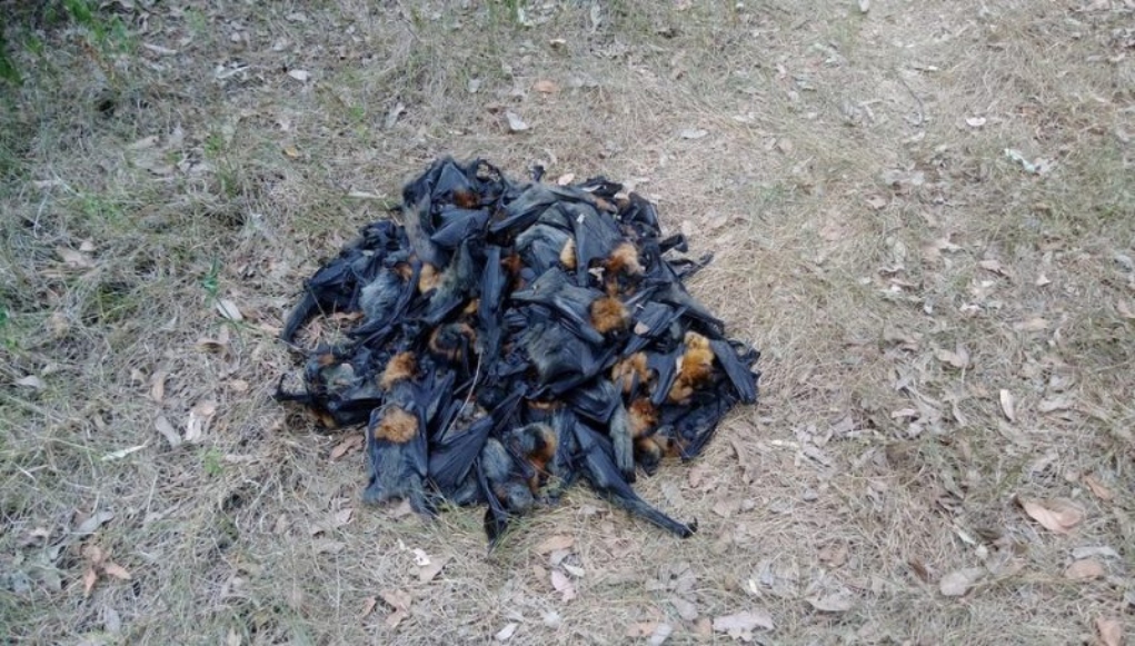 Boiled-Bats-South-Wales-2018-e1659709533868 (1)