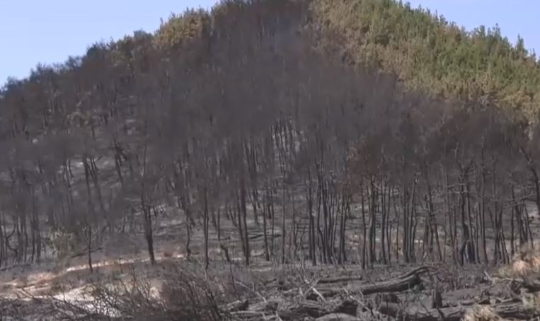 Εθνικό Πάρκο Δαδιάς: Αντιμέτωποι με προκλήσεις οι ειδικοί – Ποιο το μέλλον του δασικού θησαυρού μετά την πυρκαγιά (video)