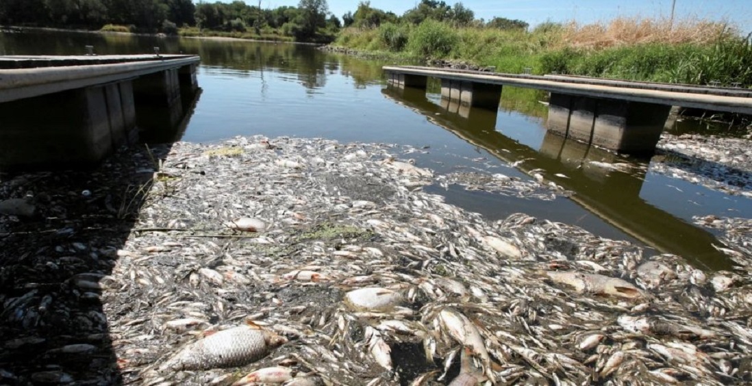 «Νεκρά ψάρια παντού»: Τεράστια περιβαλλοντική καταστροφή στον ποταμό Όντερ