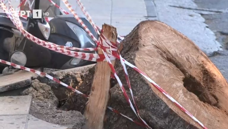 Θάνατος οδηγού από πτώση δέντρου: “Να ελεγχθούν τα φωτιστικά σώματα και τα δέντρα – Οι πλάκες είχαν σηκωθεί εδώ και καιρό”