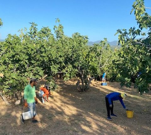 Μεσσήνη: Αναγγελία στον ΕΛΓΑ από το δήμο για ζημιές στις καλλιέργειες σύκων και σταφίδας