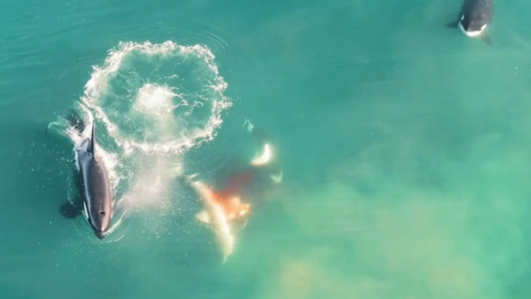Βίντεο από drone δείχνει φάλαινες να σκοτώνουν μεγάλο λευκο καρχαρία