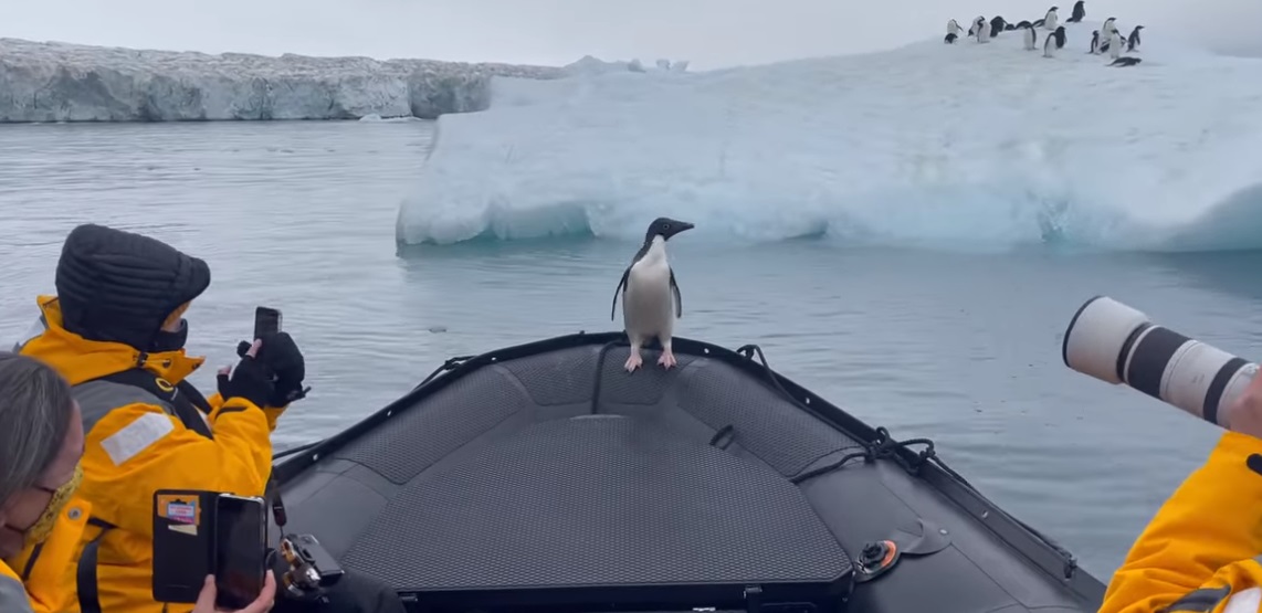 Πιγκουίνος κάνει… κατάληψη σε βάρκα και κλέβει την παράσταση (video)