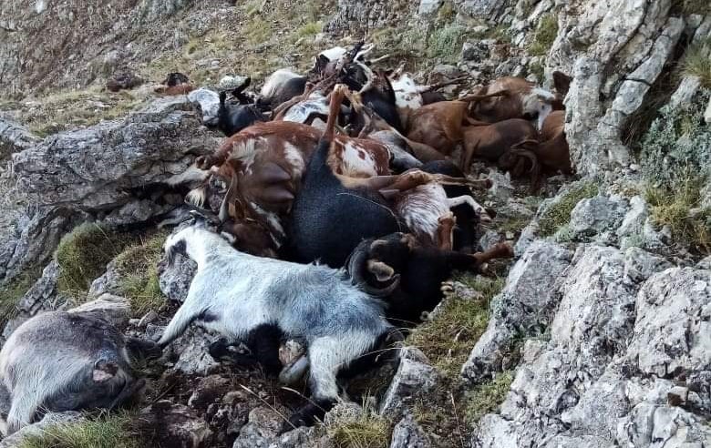 Αρκαδία: Κεραυνός ξεκλήρισε κοπάδι με κατσίκες στο Αρτεμίσιο