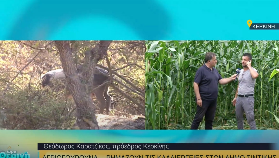 Αγριογούρουνα ρημάζουν τις καλλιέργειες στον δήμο Σιντικής
