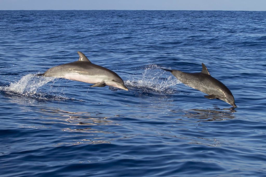 Έρευνα: Τα δελφίνια σχηματίζουν τα μεγαλύτερα συμμαχικά δίκτυα μετά τους ανθρώπους
