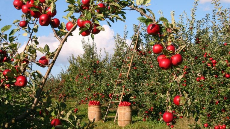 Τι απαντά η Ελληνική πρεσβεία στο Κάιρο για το πρόβλημα εξαγωγών των μήλων της Αγιάς Λάρισας