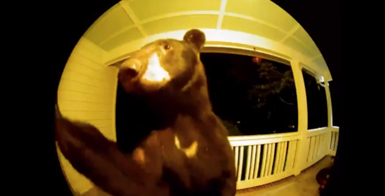 Νότια Καρολίνα: Αρκούδα χτυπά το κουδούνι πόρτας και γίνεται viral (video)