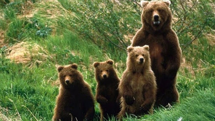 Αρκούδα με τρία αρκουδάκια κάνει βόλτες στην Καστοριά (βίντεο)