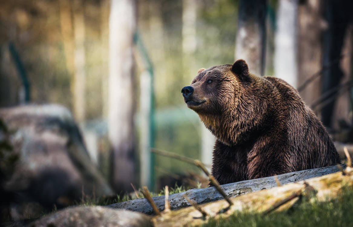 Κινητοποίηση του ΥΠΕΝ για περιστατικά θανάτωσης τριών αρκούδων στη Φλώρινα – Ποια η αντίδραση του «Αρκτούρου»