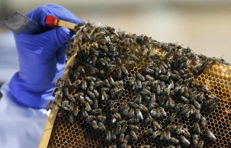 Κλιματική Αλλαγή: Γιατί μειώνονται οι Μέλισσες-Σήμα κινδύνου για την τροφική αλυσίδα