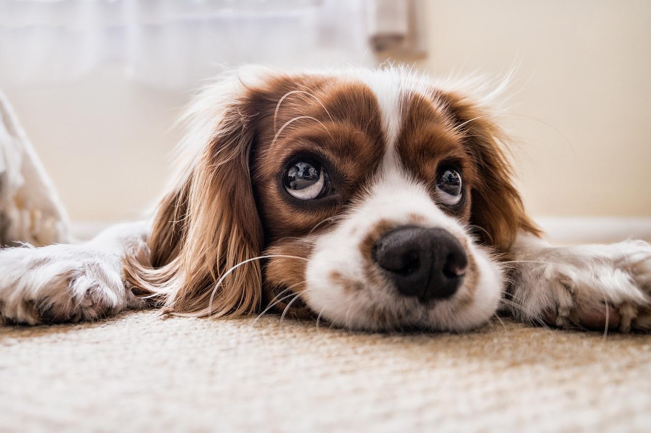 Τα σκυλιά δακρύζουν όταν ξαναβλέπουν τους ιδιοκτήτες τους, διαπιστώνει μελέτη