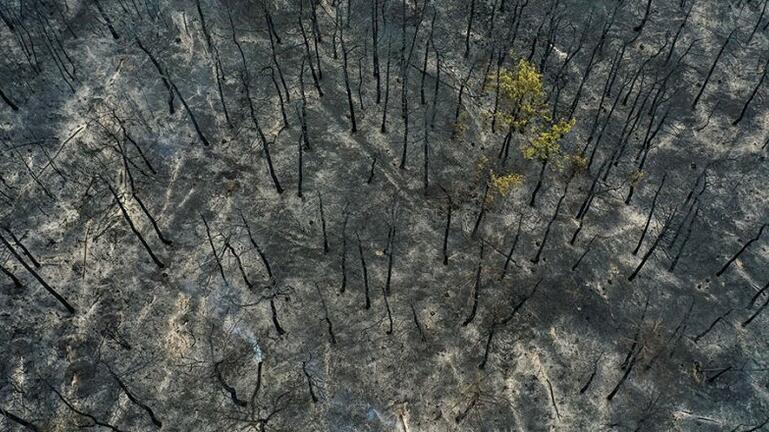 Τουριστικοί πράκτορες σκέφτονται να βγάλουν την Δαδιά από τα τουριστικά προγράμματα (ηχητικό)