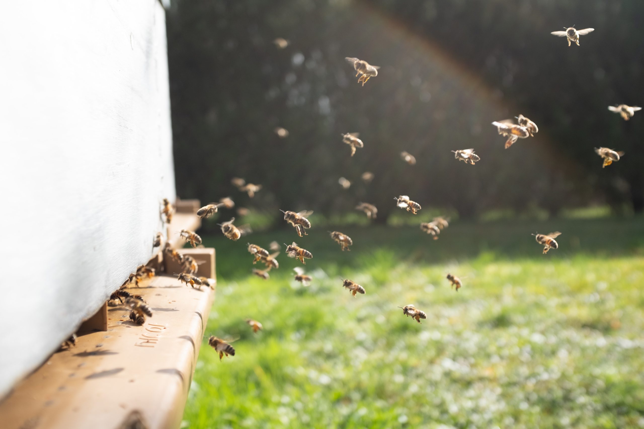 ΗΠΑ: Σε κώμα νεαρός που τσιμπήθηκε 20.000 φορές από μέλισσες