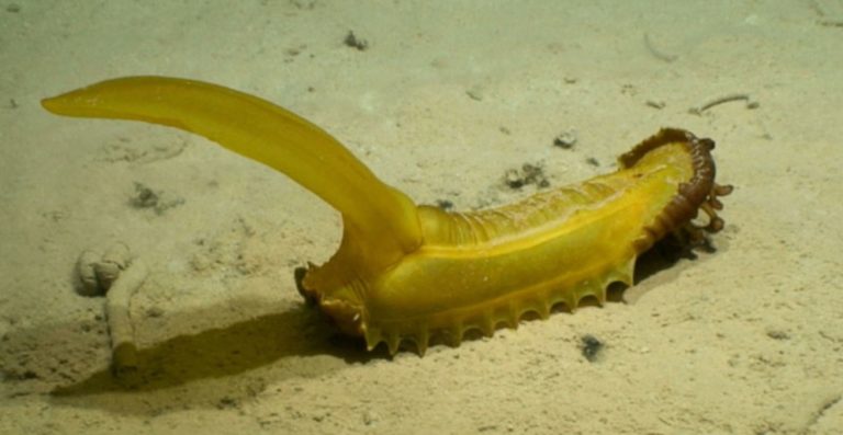 Φωτογραφίες: Αυτά είναι τα 5 από τα τουλάχιστον 50 περίεργα πλάσματα που ανακάλυψαν στον βυθό του Ειρηνικού ωκεανού