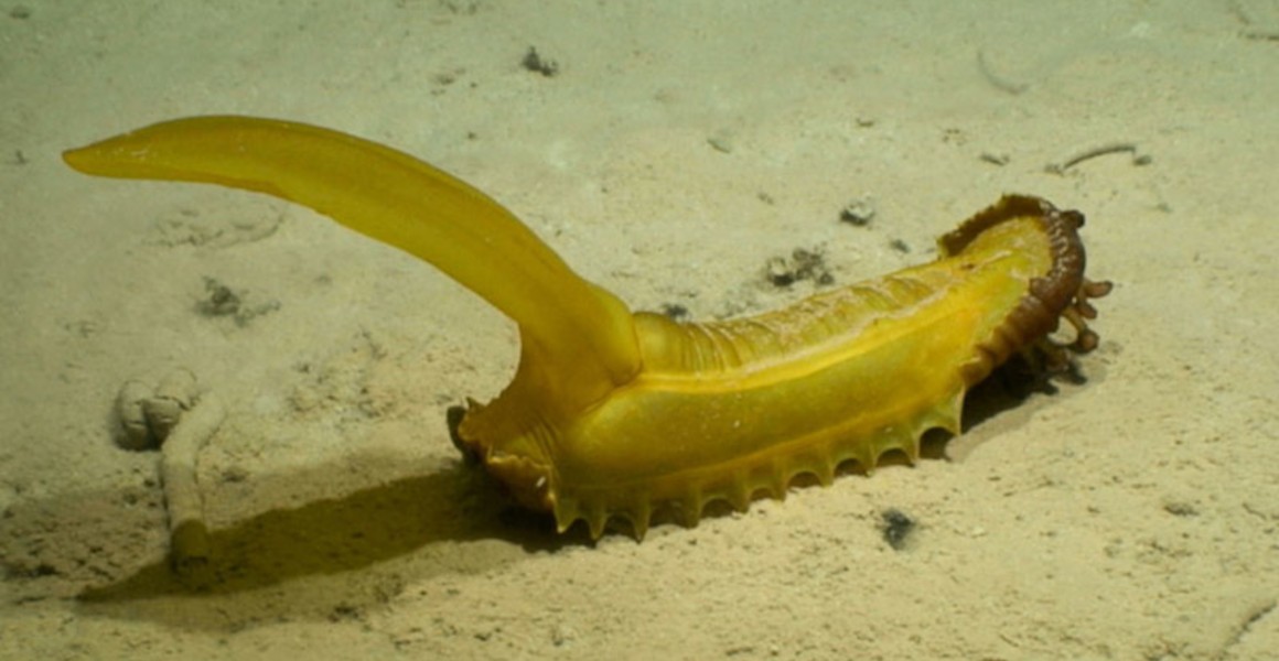 Φωτογραφίες: Αυτά είναι τα 5 από τα τουλάχιστον 50 περίεργα πλάσματα που ανακάλυψαν στον Ειρηνικό Ωκεανό