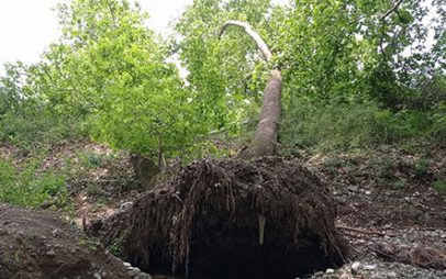 Δυο άτομα τραυματίστηκαν όταν δέντρα ξεριζώθηκαν από το μπουρίνι που “χτυπησε” τον Βόλο