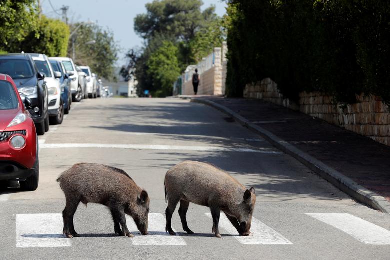 Αγριόχοιροι κυκλοφορούν σαν γάτες στα περίχωρα της Βαρκελώνης – Τα μέτρα που παίρνουν οι ισπανικές Αρχές (video)