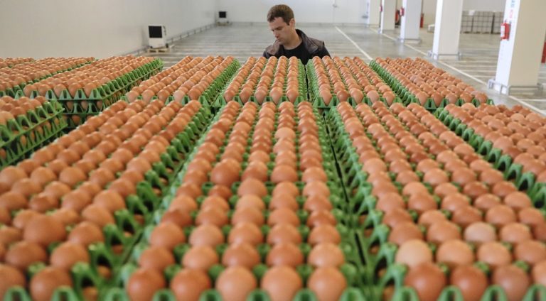 Με 11.300 αυγά η μεγαλύτερη ομελέτα στην ιστορία της Ελλάδας στις εκδηλώσεις «13η Μεγάρων Γη»