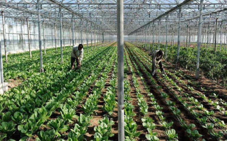 Ένθετο Γεωργία: Πρόγραμμα για επενδύσεις στις θερμοκηπιακές καλλιέργειες ύψους 150 εκατ. ευρώ