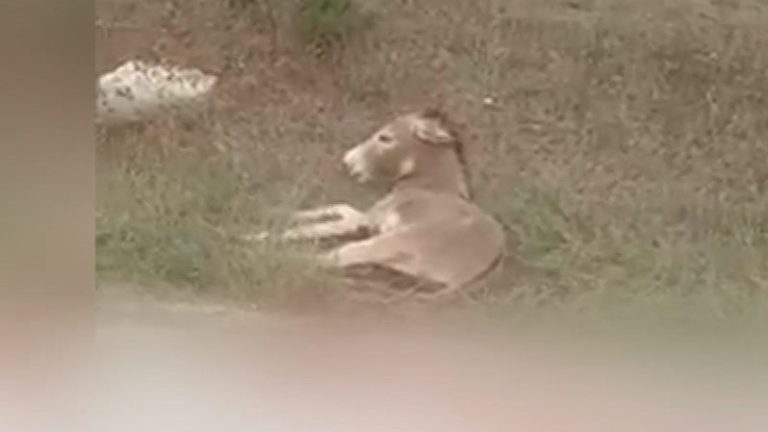 Ιωάννινα: Ελεύθερος ο κτηνοτρόφος που τραβούσε αιμόφυρτο γαϊδούρι – Τι αναφέρει η Κτηνιατρική Υπηρεσία (video)