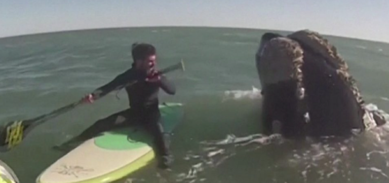 Αργεντινή: Κωπηλάτες κολυμπούν ανάμεσα σε φάλαινες – Τα παιχνίδια στο νερό και το ατύχημα (video)
