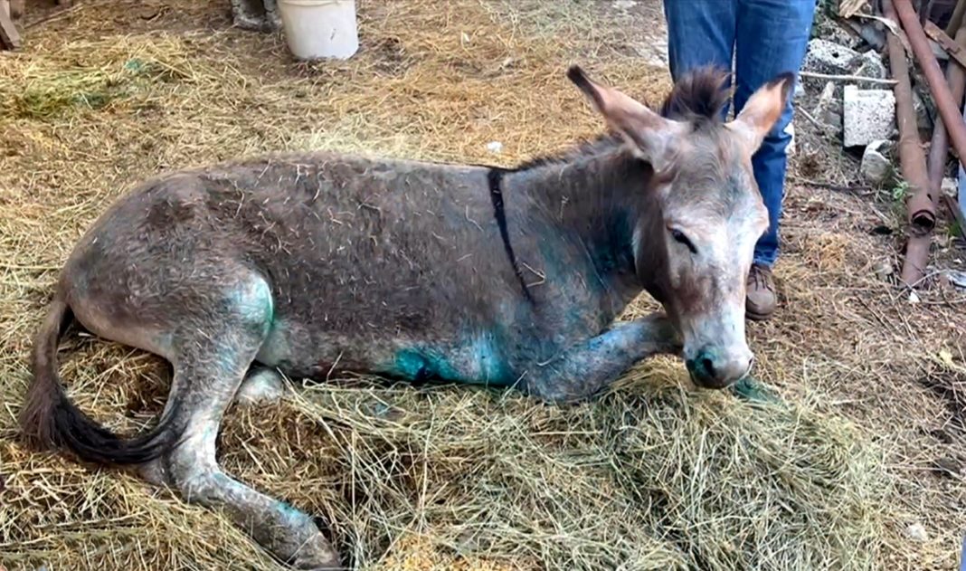 Save a Greek Stray για κακοποιημένο γαϊδουράκι: Ο νόμος απαγορεύει την κακοποίηση όλων των ζώων χωρίς διακρίσεις