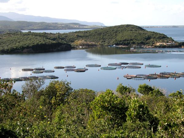 Δυναμική ανάπτυξη των υδατοκαλλιεργειών στην Ήπειρο – Ρεκόρ πωλήσεων το 2021