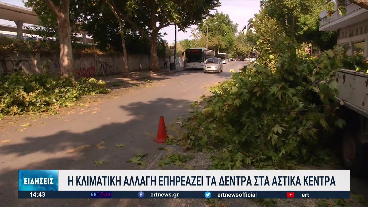 Θεσσαλονίκη: “Επικίνδυνα” δέντρα απειλούν την σωματική ακεραιότητα των πολιτών