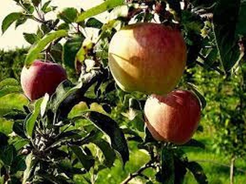 Μέτρα στήριξης των μηλοπαραγωγών της Αγιάς ζητά ο Β. Κόκκαλης