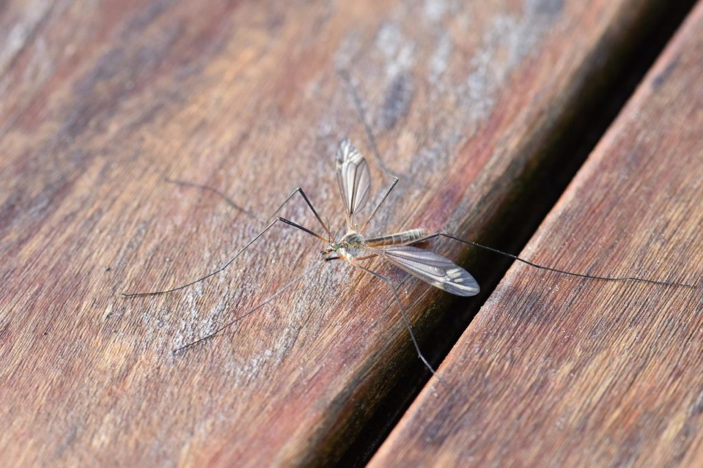 Ερευνητές βρήκαν τον μηχανισμό πίσω από την ικανότητα των κουνουπιών να μας εντοπίζουν
