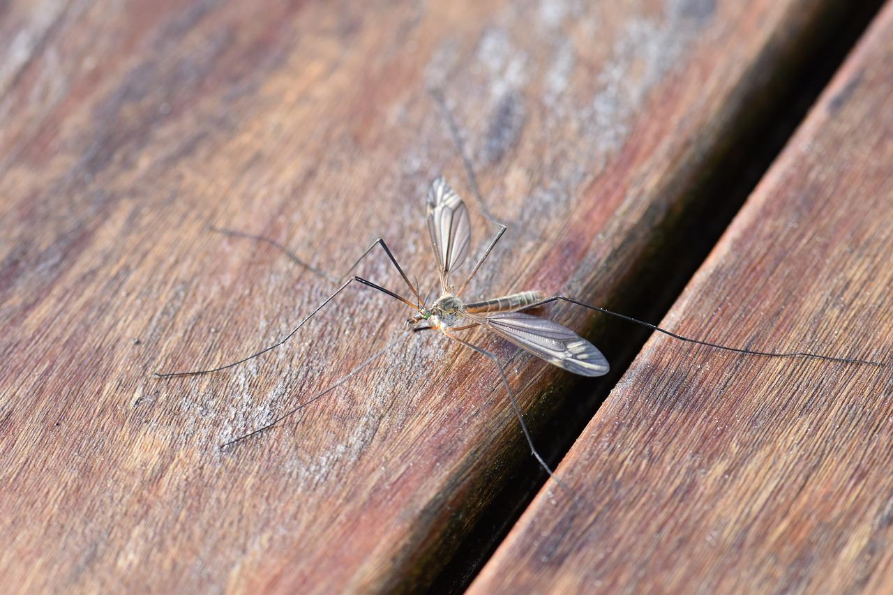 Ερευνητές βρήκαν τον μηχανισμό πίσω από την ικανότητα των κουνουπιών να εντοπίζουν τους ανθρώπους