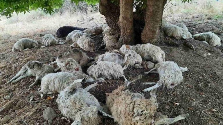 Ιωάννινα: Κεραυνός σκότωσε κοπάδι με 50 πρόβατα στο Μέτσοβο – Πως να προστατευθείτε από κεραυνούς