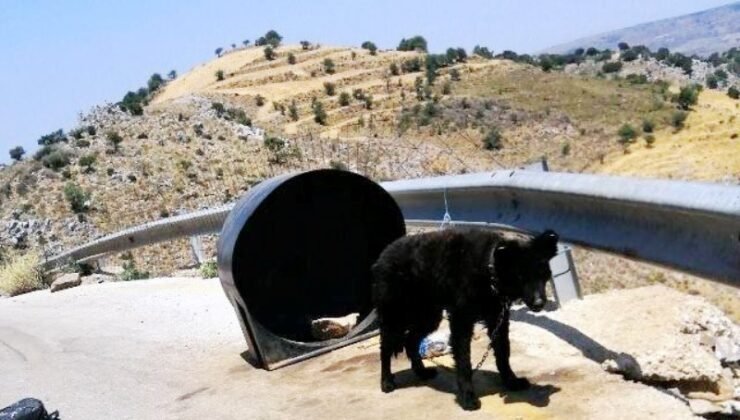 Σύλληψη «κηδεμόνα» βαρελόσκυλου στα Κεραμειά Χανίων – Το είχε δεμένο χωρίς τροφή και νερό