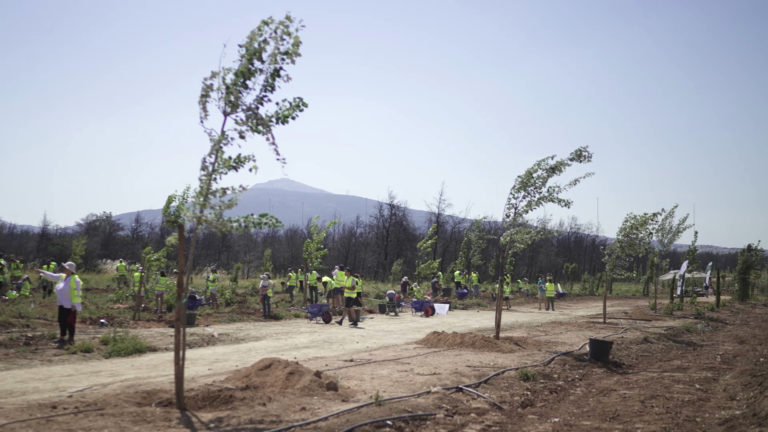 Έργα αναδάσωσης στο Τατόι – Αποκατάσταση βλάστησης στην οδό Ερυθραίας