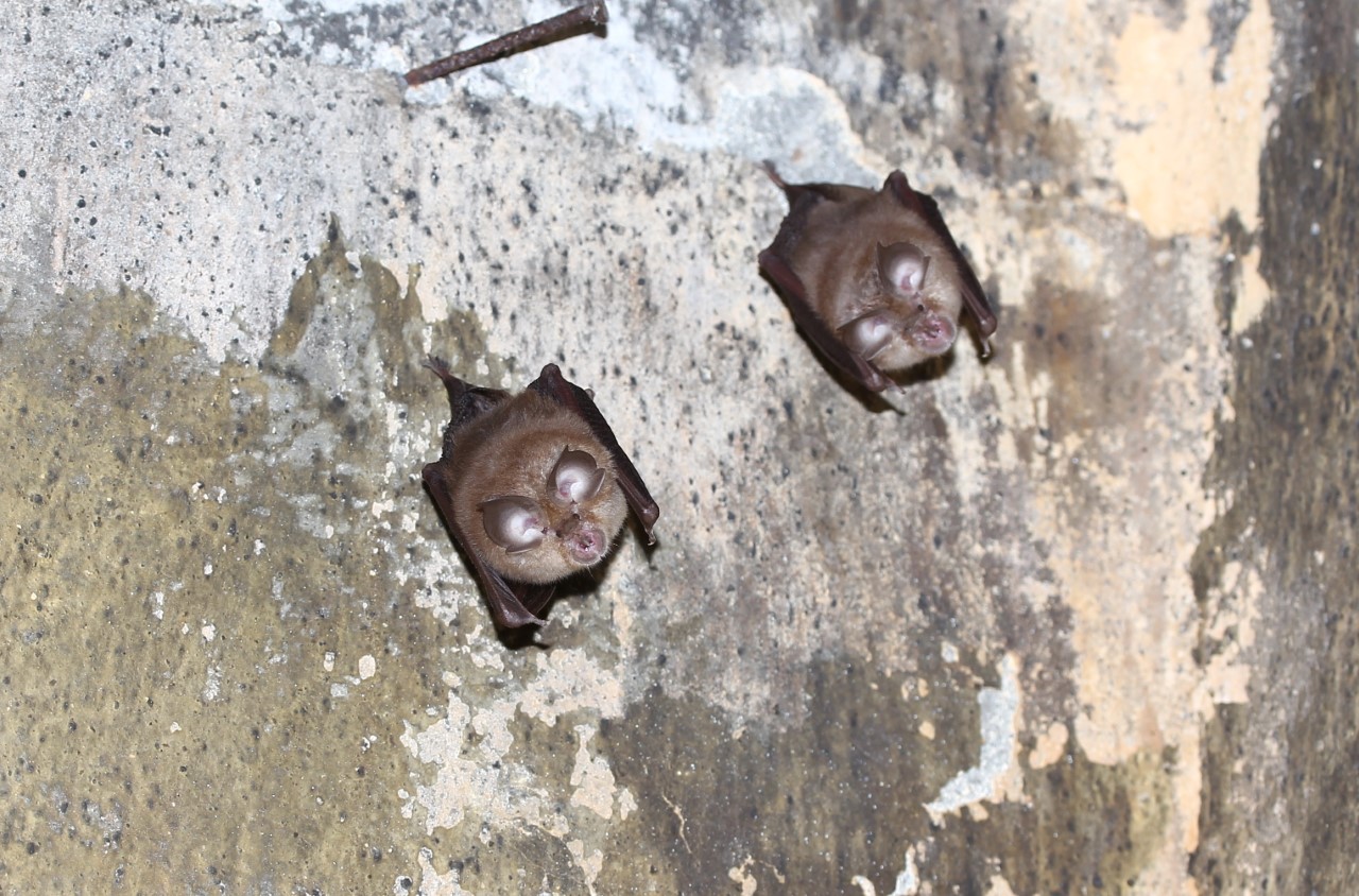 Βραδιά νυχτερίδων στο Αγγελοχώρι -Γνωρίστε τα χρήσιμα θηλαστικά