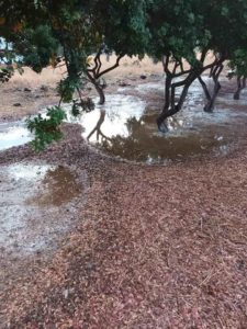 Χίος: Ζημιές στα μαστιχοχώρια από τη βροχή