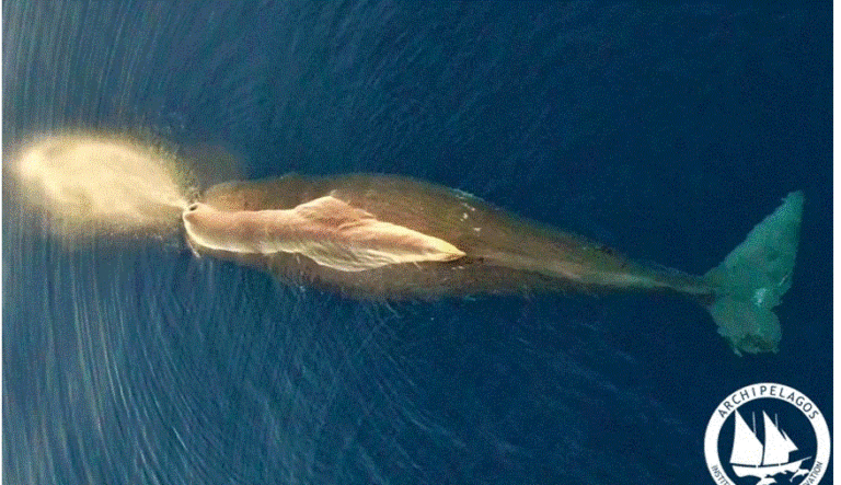 Φάλαινα – φυσητήρας εμφανίστηκε μεταξύ Χίου, Σάμου και Ικαρίας