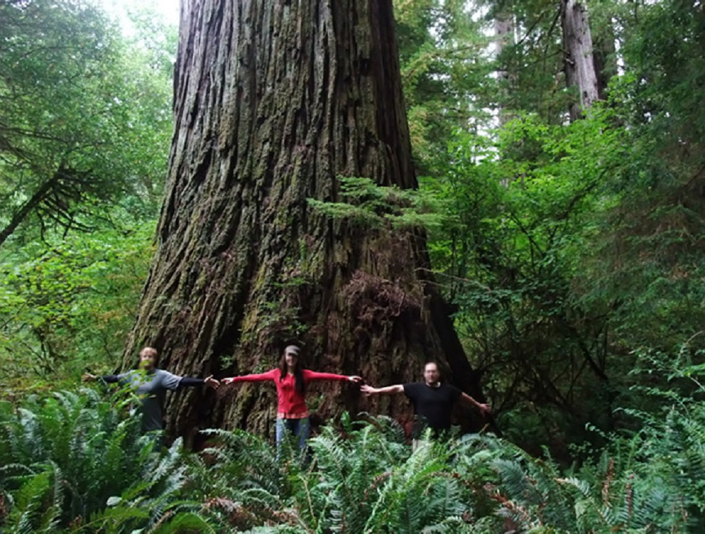 Καλιφόρνια – Υπερίων : Αυστηρά μέτρα για την προστασία του υψηλότερου εν ζωή δένδρου της Γης