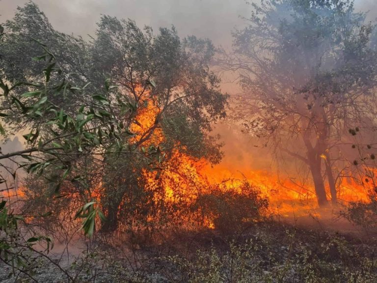 Κύπρος: Σε ύφεση η φωτιά στη Λεμεσό – Δύο Canadair στέλνει η Ελλάδα
