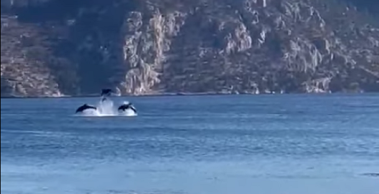 Άσπρα Σπίτια: Δελφίνια έδωσαν παράσταση μπροστά σε δεκάδες λουόμενους (video)