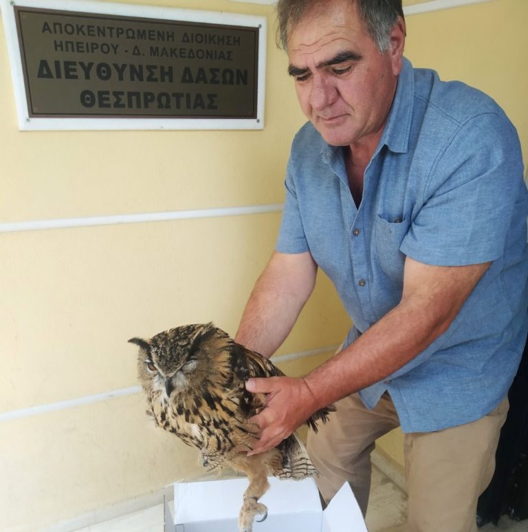 Επιχείρηση διάσωσης τραυματισμένου μπούφου στην Εγνατία Οδό