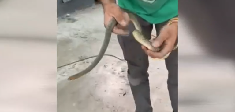 Θεσσαλονίκη: Φίδι ενός μέτρου εγκλωβίστηκε σε ντεπόζιτο βενζίνης αυτοκινήτου – Δείτε βίντεο